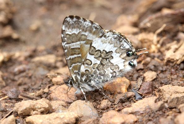 Uranothauma nubifer male UNS